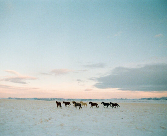 Pretty Horses